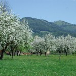 Streuobst im Natur- und Geopark Steirische Eisenwurzen